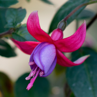 Jenny Sorensen Fuchsie 555