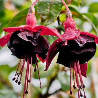 Blacky Fuchsie 499
