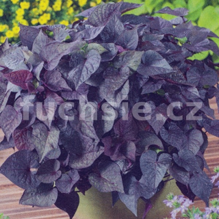 Ipomoea batatas (Povíjnice) purpurový list - 061B