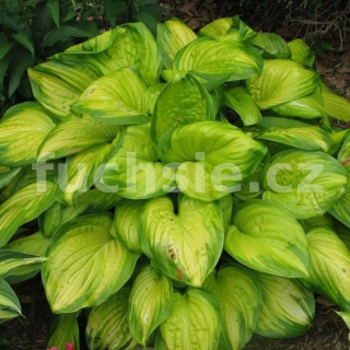 Hosta Stained Glass- Bohyška 3153