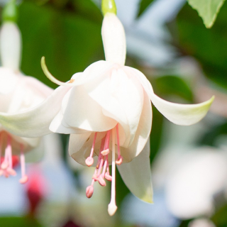 Silver Dollar Fuchsie