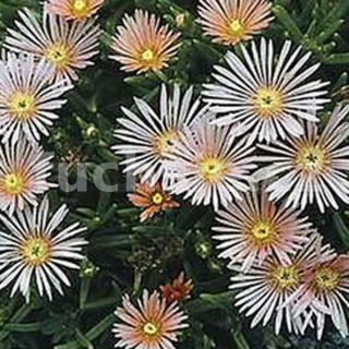 Delosperma- bílé  3098