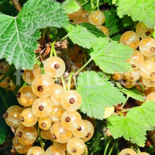 Rybíz bílý, White Versaille - 005