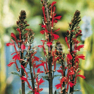 Lobelka červená (Lobelia Speciosa Fan Scarlet)