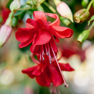 Uschi Willkomm Fuchsie 684