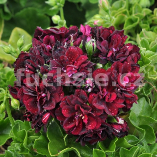 Pelargónie peltátum -Muškát převislý  velmi tmavý - 1219