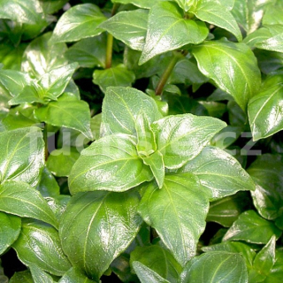 Žampionové koření (Rungia klossi) - 105L