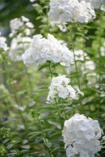 Phlox Paniculata bílý 3141
