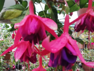 Kaleidoskope Fuchsie
