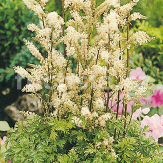 Udatná (Aruncus Aethusifolius)