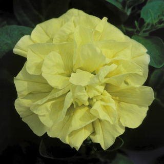 Surfinie žlutá, plnokvětá - 048