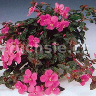 Centradenia - Centradena - 065