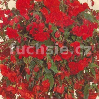 Begonia Chanson - červená převislá - 181