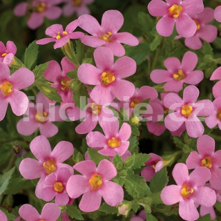 Bacopa sutera růžová - 090R