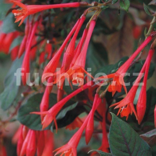 Profesor Henkel Fuchsie 346