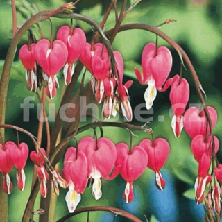 Srdcovka červená (Dicentra Spectabilis)