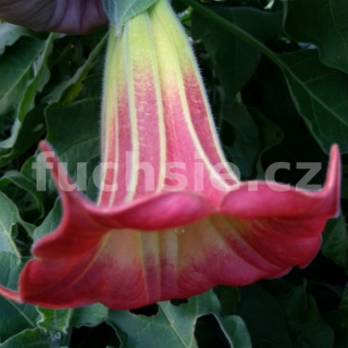 Brugmansia červená, Durman (Datura)-Andělské trumpety - 151C