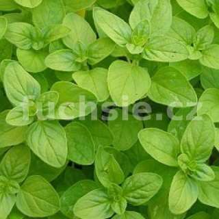 Majoránka jednoroční (Origanum majorana) - 137B