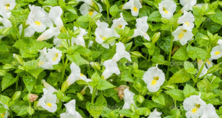 Torenie bílá - 088B