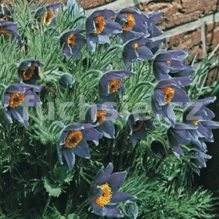 Koniklec modro fialový (Pulsatia Vulgaris)