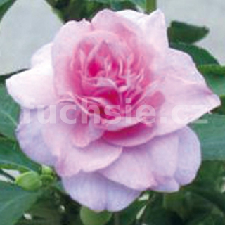 Impantiens Walleriana růžový Balzamína - 031