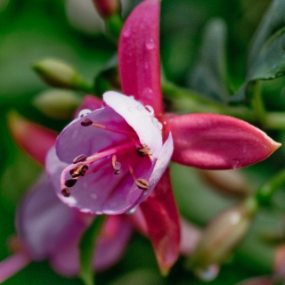 Fantasia Pink Fuchsie 531