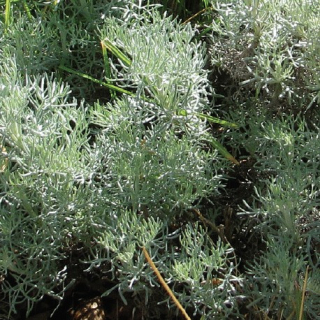 Pelyněk s vůní Coca Coly – Artemisia alba - 139C