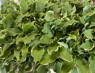 Hosta, Bohyška Shadowland Wheee 3156 A