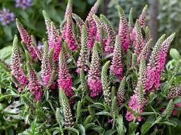 Veronica spicata-rozrazil růžový