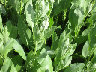 Maří list Balšamový-Tanacetum balsamita - 167C