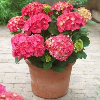 Hydrangea "Red Power" - Hortenzie velkolistá - 1048B