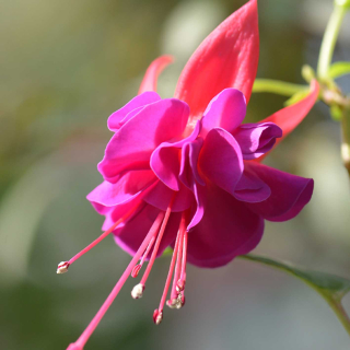 Fuchsie Jollies Maxime 1189 F