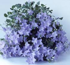 Zvonek ženich – Campanula isophylla  038 A