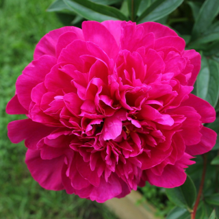 Paeonia Fiona- Pivoňka vínová 3162