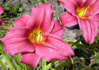 Hemerocallis Baby Betsy- Denivka