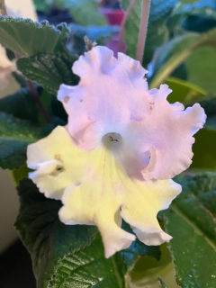 Streptocarpus, Tořivka růžová se žlutou - 027D