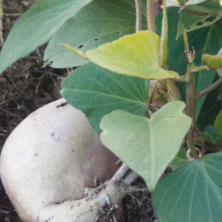 Povijnice zelená – Ipomea Batatas – Electra White - 061C