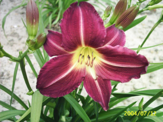 Hemerocallis Apres Moi- Denivka