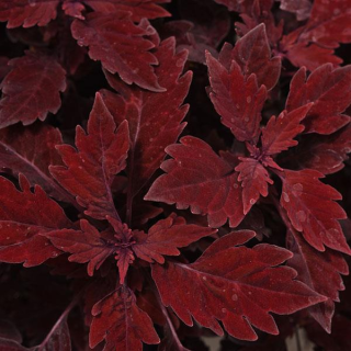 Africká kopřiva Coleus, Salsa Roja  153 D