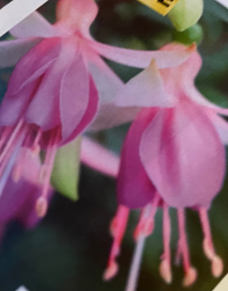 Fuchsita XL Rose-Violet 1195 F