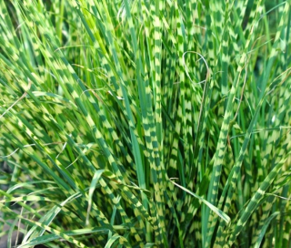 Miscanthus sin. Zebrinus- ozdobnice čínská 3135