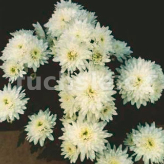 Chryzantéma - bílá zahradní drobnokvětá- 3223