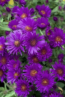 Astra Novi Belgi  Purple Dome  3100 F