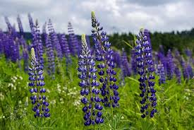 Vlčí bob (Lupinus Polyphyllus)- modrá - 3011M
