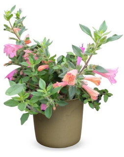 Kubánské mojito -Hesperozygis Midnight Mojito - 138D