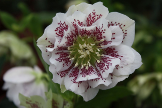 Helleborus- čemeřice- Double Ellen White Spotted