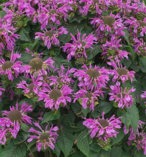 Monarda purpurová- Zavinutka