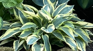 Bohyška, Hosta Wide Brim 3159 A