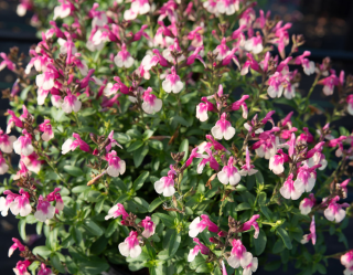 salvia greggii Mirage™ Rose Bicolour- šalvěj růžovo bílá