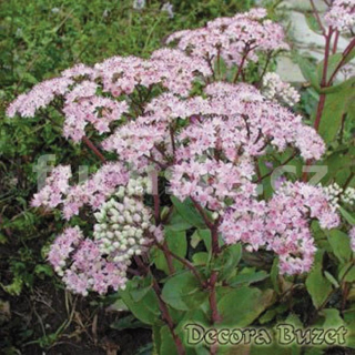Rozchodník (Sedum Hybriden Matrona)